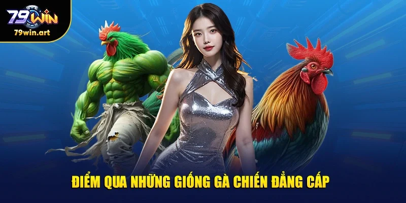 Điểm qua những giống gà chiến đẳng cấp